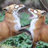 Profilbild von 🦊🎸『Føx̌ŷƘÏĽľəř』 🎸🦊