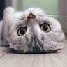 Mrva Mala profil fotoğrafı