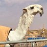 Abod profil fotoğrafı