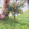 กะหรี่สี🍊 profil fotoğrafı