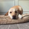 Cooper's profile picture
