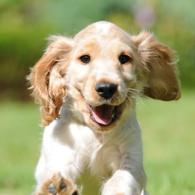 beatenpuppy21's profile picture