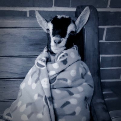 officiialex's profile picture