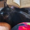Фото профиля Chatnoir')