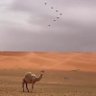 ناصر اليامي's profile picture