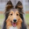 Profilbild von inu
