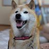 SHORO ME(初老ーミィー)'s profile picture