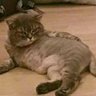 Lattè's profile picture