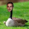 Ryan Gooseling's profile picture