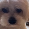 Profilbild von Dave