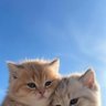 LifeChord's profile picture