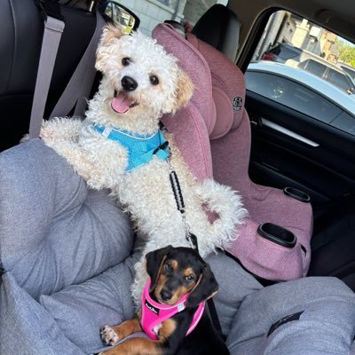 koalanoob's profile picture