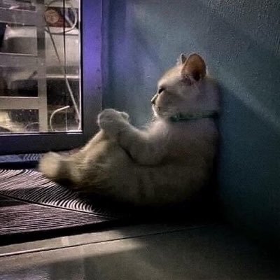 ceneto7v's profile picture