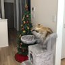 みかん@1004🐈🍊 profil fotoğrafı