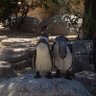 Profilbild von ペンギン🐧