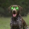 Profilbild von Dog12345