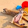 グーグー(ミーアキャットカフェ公式キャラクター)'s profile picture