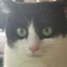 ひろにゃん profil fotoğrafı