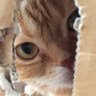 ろれおん profil fotoğrafı