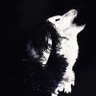 🐺's profile picture