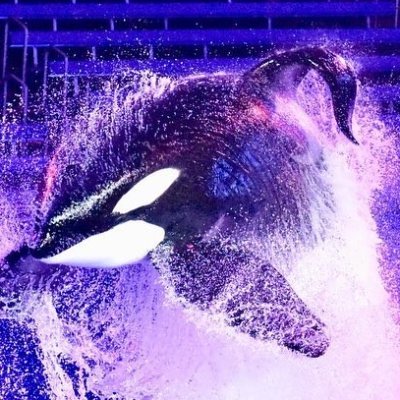 eccorca's profile picture