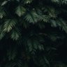 Фото профиля rex