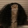 Vaishnav CS's profile picture