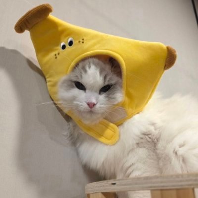 Sea🐈⬛🎀 (slow)'s profile picture
