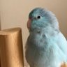 wonder（ワンダー） profil fotoğrafı