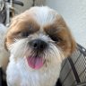 わうちー profil fotoğrafı