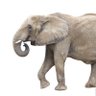 Frimpong Manso's profile picture