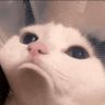 Profilbild von Rayner Cat Donut Holes
