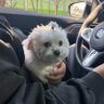 golden's profile picture