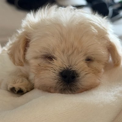 MMayMinnie's profile picture