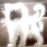 Profilbild von しとれ