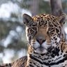 Фото профиля JAGUAR