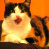 wage slave for my 🐱🐈 profil fotoğrafı