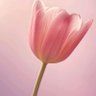 Anjali Shingh's profile picture