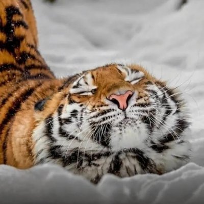 marziehanbori's profile picture