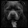 Profilbild von GJD