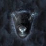 Profilbild von McFlurryLamb