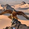 الصقر الجارح 的头像