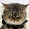 Profilbild von 君主