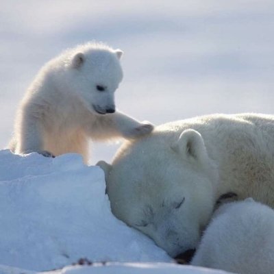 Nature animal clip's profile picture