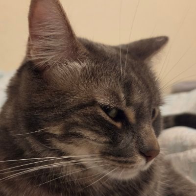Strompest's profile picture