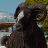 cabras profil fotoğrafı