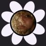 flor bissexual 🌸 的头像