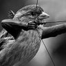 Armatus Passer Domesticus profil fotoğrafı