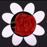 Фото профиля Mafivo ꕤ petal is out