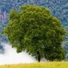 SmartTree131's profile picture